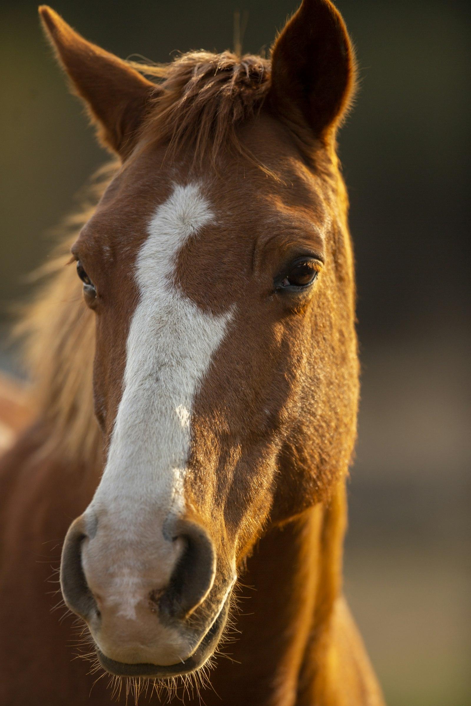 Horse Riding Experience