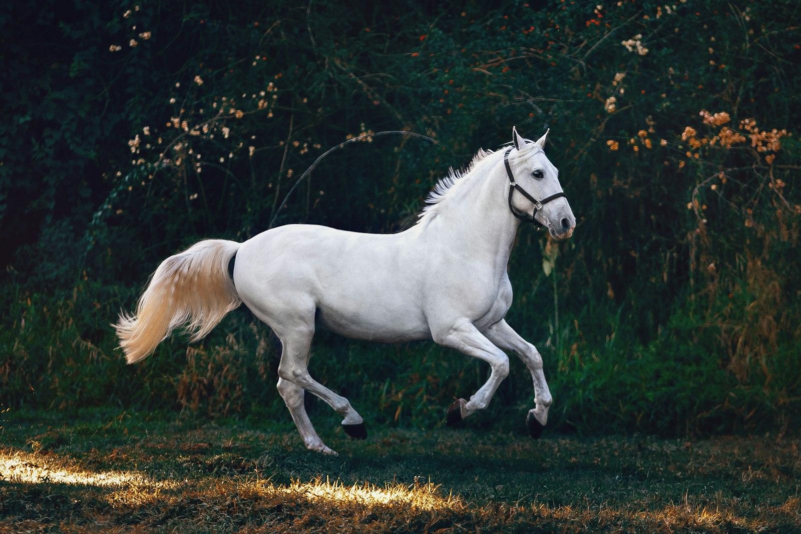 Horse Riding or Horse Carriage Ride