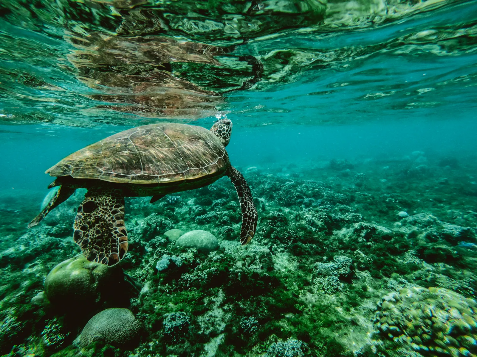 Glass-Bottom Boat