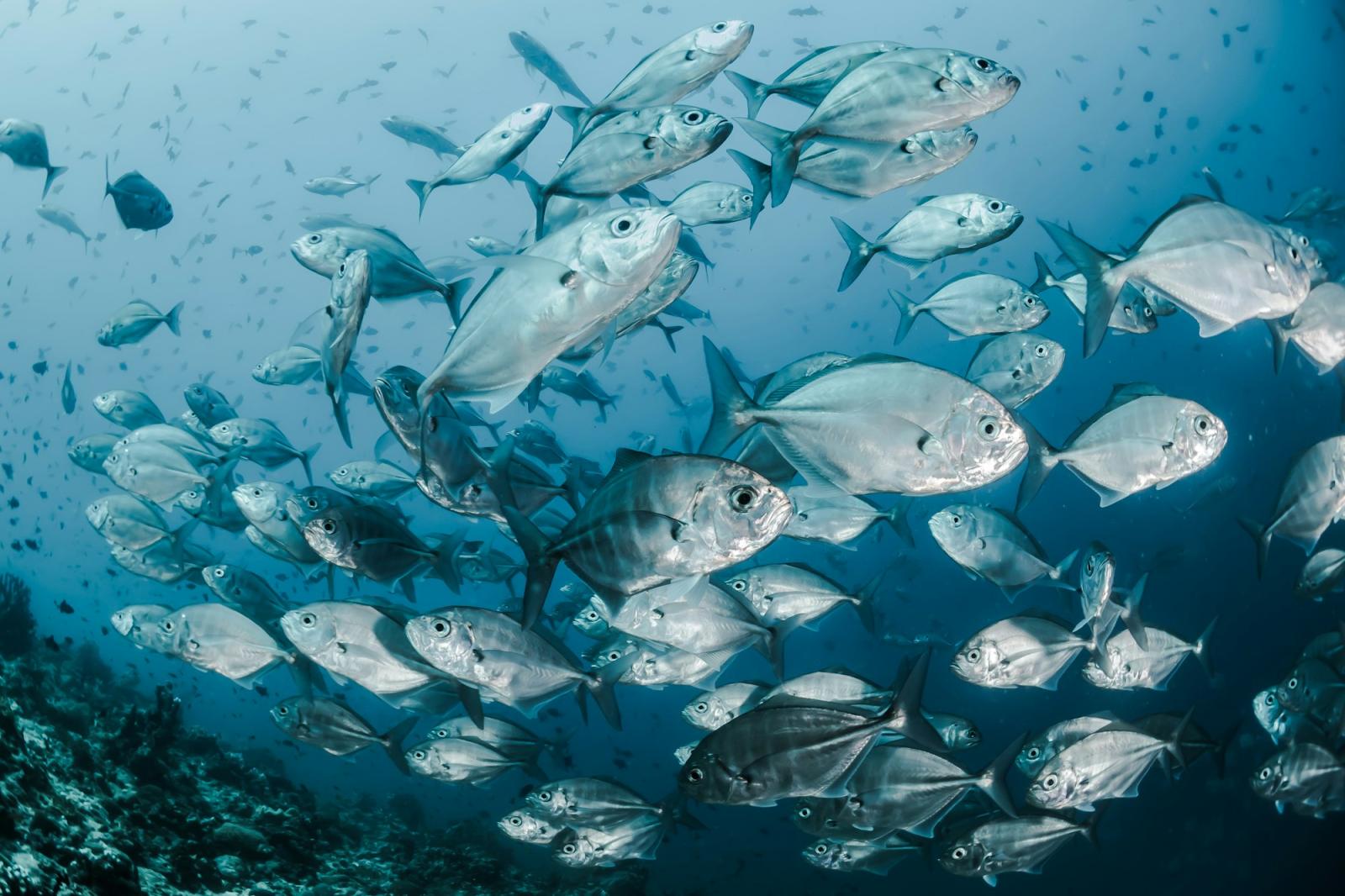 Red Sea reef